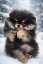 Pomeriaan reutje, Particulier, Keeshond, 15 weken tot 1 jaar, Reu