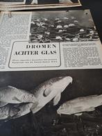 Artikel over aquarium dierentuin Artis Amsterdam 1949, Verzamelen, Ophalen of Verzenden, Zo goed als nieuw