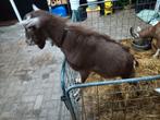 Dek bok hoornloze toggenburger geit geiten, Dieren en Toebehoren, Schapen, Geiten en Varkens