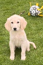 Prachtige GOLDEN RETRIEVER pups - reutjes, Nederland, Reu, 8 tot 15 weken, Meerdere