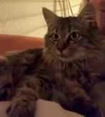 We zoeken onze lieve “kleine poes” Utrecht, Dieren en Toebehoren, Katten en Kittens | Raskatten | Langhaar, Poes, Gechipt, 0 tot 2 jaar