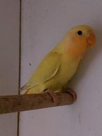 Agapornis roseicollis om tam te maken