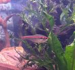 4 Amapá Tetra’s, Ophalen, Overige typen