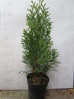 Thuja occidentalis smaragd en Brabant. Haagplant P9, Overige soorten, Volle zon, Vaste plant, Ophalen of Verzenden