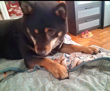 Keiko zoekt nieuw baasje  beschikbaar voor biedingen