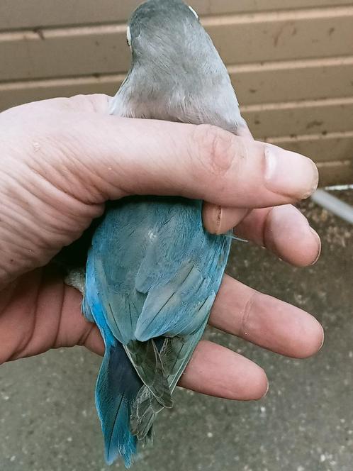 Schitterende agapornis personata blauw brr 2 koppels, Dieren en Toebehoren, Vogels | Parkieten en Papegaaien, Dwergpapegaai of Agapornis
