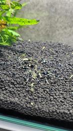 Galaxy fishbone garnalen (met taiwan bee gen), Dieren en Toebehoren, Kreeft, Krab of Garnaal