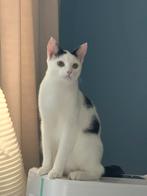 Gecastreerde kater 1 jaar oud, Dieren en Toebehoren, Katten en Kittens | Raskatten | Korthaar, Kater, Gechipt, 0 tot 2 jaar