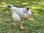 brahma kippen, Dieren en Toebehoren, Vrouwelijk, Kip