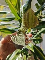 Discorea discolor (Variegated Monkey Ball Vine) | 1x rooted, Huis en Inrichting, Kamerplanten, Ophalen of Verzenden, Minder dan 100 cm
