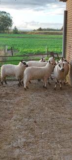 Kerry hill ooien schapen, Dieren en Toebehoren, Schapen, Geiten en Varkens, Vrouwelijk, Schaap, 0 tot 2 jaar