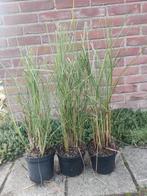 Miscanthus sinensis 'Gracillimus' - 15 stuks, Tuin en Terras, Ophalen of Verzenden, Siergrassen, Volle zon