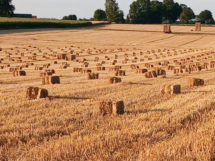 stro kleine balen, Dieren en Toebehoren, Dierenvoeding, Overige soorten, Ophalen