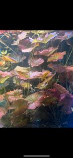Red lotus rode Lotus aquarium plant - alleen verzenden, Dieren en Toebehoren, Vissen | Aquaria en Toebehoren, Verzenden, Nieuw