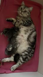 Britse korthaar kittensblack silver blotched/ tabby, Dieren en Toebehoren, Katten en Kittens | Raskatten | Korthaar, Meerdere dieren