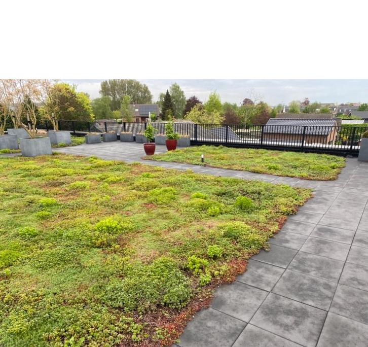 Sedum groen dak in cassettes of matten pakket, Tuin en Terras, Planten | Tuinplanten, Volle zon, Ophalen of Verzenden