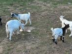 Dwerggeiten te koop, Dieren en Toebehoren, Meerdere dieren, Varken, 0 tot 2 jaar
