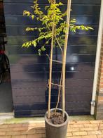 chinese vernisboom,koelreuteria paniculate, Tuin en Terras, Planten | Bomen, Halfschaduw, Zomer, Overige soorten, 250 tot 400 cm