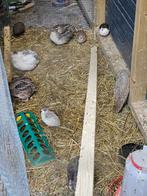 Diverse Japanse Kwartels en Chinese Dwergkwartels, Dieren en Toebehoren, Pluimvee, Meerdere dieren, Overige soorten