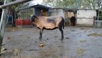 Twee Maasduinenschapen, ruischapen Zwoegervrij, Dieren en Toebehoren, Schapen, Geiten en Varkens, Meerdere dieren, Schaap, 3 tot 5 jaar