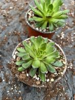 Magma pearl, Tuin en Terras, Planten | Tuinplanten, Ophalen of Verzenden, Overige soorten, Volle zon