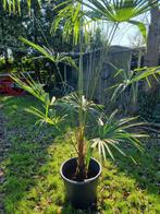 Trachycarpus fortunei (Chinese handpalm)

VANNAF €20,-, Ophalen, Zomer, Overige soorten, Volle zon