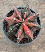 Cactus Gymnocalycium Mihanovichii p7 (E)