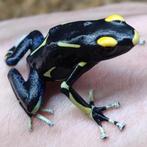 Prachtig groepje Dendrobates tinctorius 'Oranje Gebergte', Dieren en Toebehoren