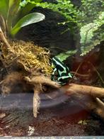 Dendrobates Auratus Costa Rica, Amfibie, 0 tot 2 jaar