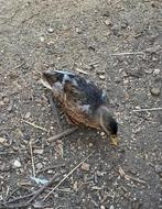 2 kwakers tekoop, Dieren en Toebehoren, Meerdere dieren