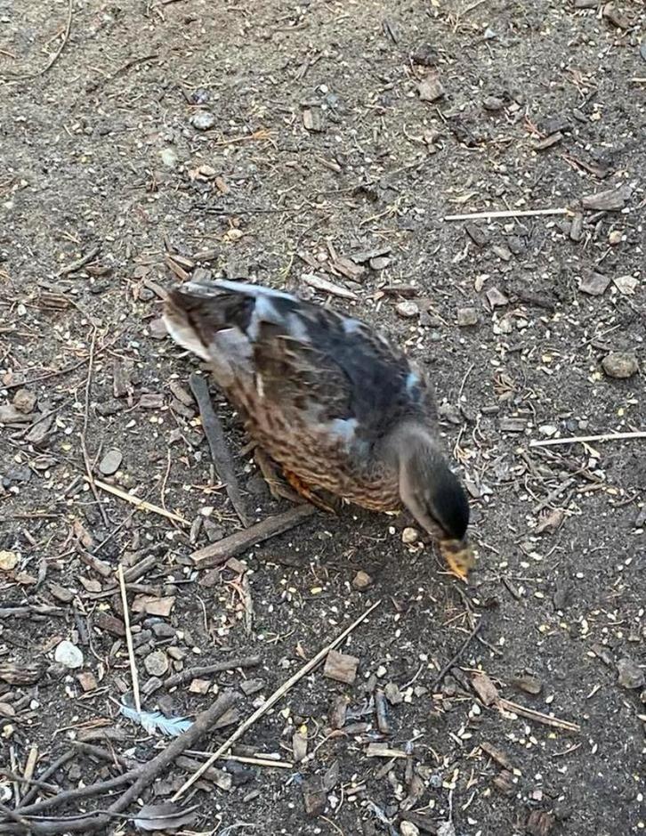 2 kwakers tekoop, Dieren en Toebehoren, Pluimvee, Meerdere dieren