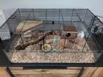 Complete hamsterkooi /bak incl twee hamsters en toebehoren, Dieren en Toebehoren, Kooi, Minder dan 75 cm, Zo goed als nieuw, Ophalen