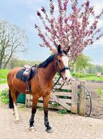 Kwpn Gelders 5 jarige ruin (DiscoveryXEdmundo), Dieren en Toebehoren, Paarden, B, Gechipt, Ruin, Dressuurpaard