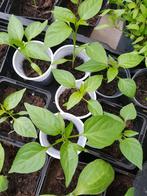 Biologische peperplantjes jalepeno peper, Tuin en Terras, Zomer, Ophalen, Groenteplanten, Eenjarig