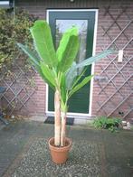 Super gave kunst bananenboom, Ophalen, In pot, Halfschaduw, 150 tot 200 cm