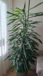 Planten, Ophalen, 100 tot 150 cm, Overige soorten, Halfschaduw