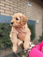 Australian labradoodle pups, Dieren en Toebehoren, Honden | Retrievers, Spaniëls en Waterhonden, Rabiës (hondsdolheid), Overige rassen