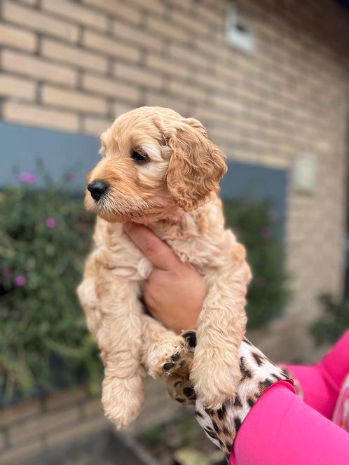 Australian labradoodle pups, Dieren en Toebehoren, Honden | Retrievers, Spaniëls en Waterhonden, Meerdere dieren, Overige rassen
