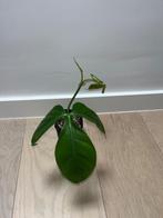 Philodendron Rothschuhoanum, Overige soorten, Minder dan 100 cm, Halfschaduw, Groene kamerplant