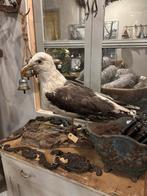 Kokmeeuw, Ophalen of Verzenden, Paard, Beeldje of Figuurtje