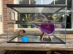 Grote hamster (gerbil) kooi, Dieren en Toebehoren, Knaagdieren en Konijnen | Hokken en Kooien, Kooi, Gebruikt, Minder dan 75 cm