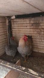 Wyandotte kriel haan en hen, Dieren en Toebehoren, Pluimvee, Meerdere dieren, Kip
