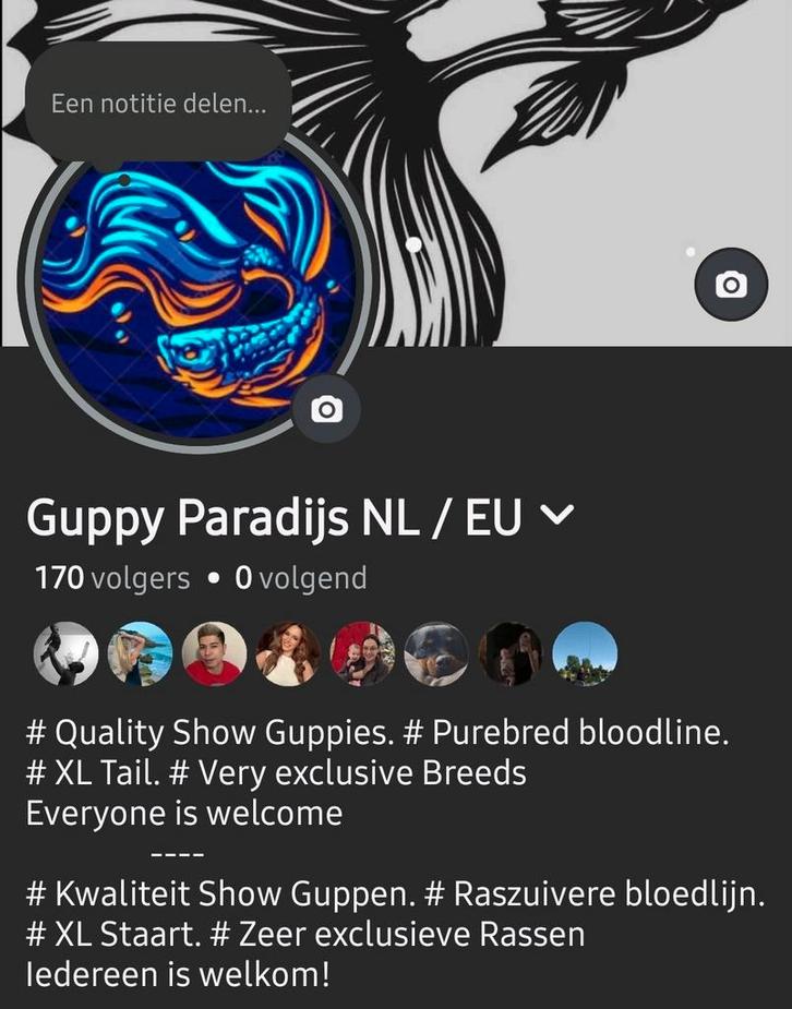 Op=Op Beperkt voorraad Raszuiver Guppen, Dieren en Toebehoren, Vissen | Aquariumvissen, Vis