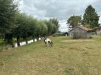 Paddock paradise / hit actief / 24/7 buiten plekje voor pony, Dieren en Toebehoren, Stalling en Weidegang, Weidegang, 1 paard of pony