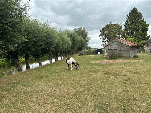 Paddock paradise / hit actief / 24/7 buiten plekje voor pony, Dieren en Toebehoren, Stalling en Weidegang, Opfok, Stalling, Weidegang