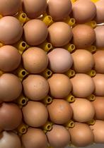 Broedeieren - Isa Brown “barnevelder legkip”, Dieren en Toebehoren, Pluimvee, Geslacht onbekend, Kip
