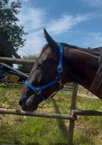 Super lieve 4 jarige draver ruin / 4 jarig paard, Dieren en Toebehoren, Paarden, Gechipt, Ruin, 3 tot 6 jaar, 160 tot 165 cm