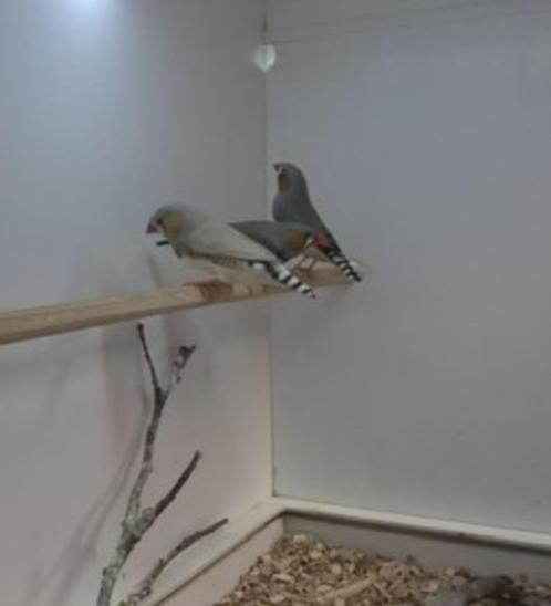 Zebravinken (jong), Dieren en Toebehoren, Vogels | Hokken en Kooien, Nieuw, Volière, Hout, Ophalen
