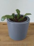 Lidcactus plant inclusief grijze bloempot., Ophalen, Halfschaduw, Minder dan 100 cm