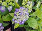 Laagblijvende rijkbloeiende boerenhortensia hortensia, Ophalen, Hortensia, Haag, Minder dan 100 cm